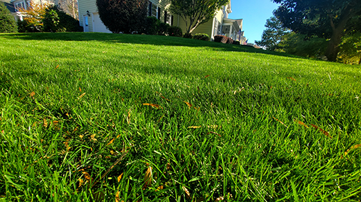 Why Fescue Lawns Must Be Reseeded Every Autumn in NC